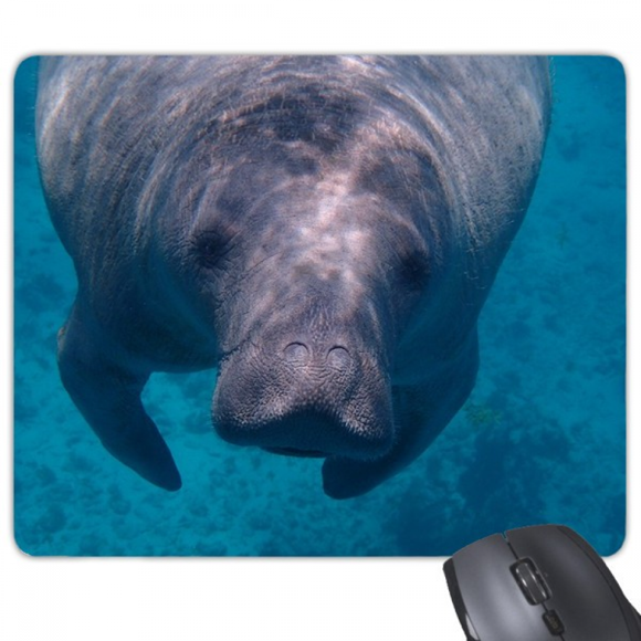 Marine Organism Photography Animal Picture Mouse Pad Non-Slip Rubber Mousepad Game Office