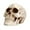 White, variant on Lifelike Human Skull Decor Resin Figurine for Halloween Party Home Tabletop Mantel Gothic Display Decoration