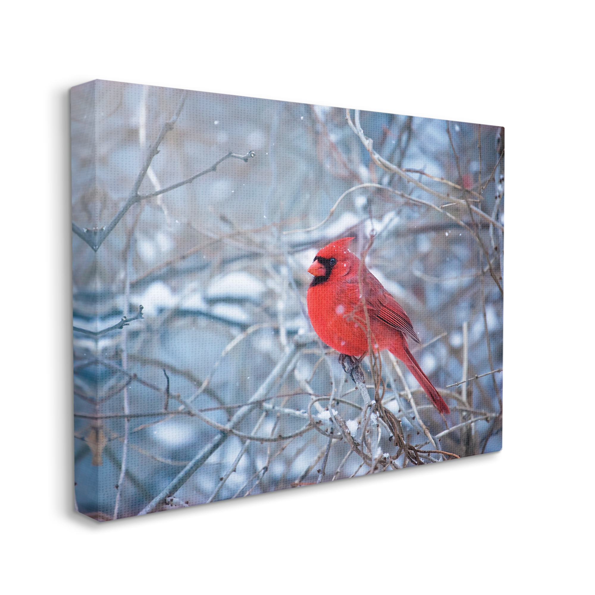 Stupell Industries Cardinal in Winter Branches Animals & Insects Photography Gallery Wrapped Canvas Print Wall Art, 48 x 36