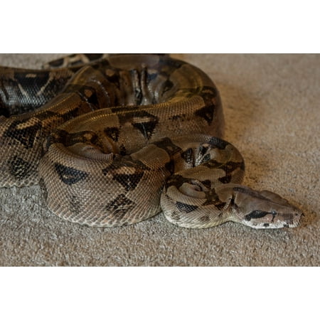Canvas Print Boa Snake Pet Constrictor Reptile Stretched Canvas 10 x (10 Best Pet Snakes)