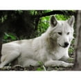 thumbnail image 2 of CafePress - White Wolf Mug - 11 oz Ceramic Mug - Novelty Coffee Tea Cup, 2 of 4