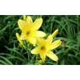 thumbnail image 3 of Daylily Yangtze I 3 Live 3 Inch Pots I Hemerocallis  Yellow Flowers  Lush Scarlet Blooms, Exquisite Perennial Highlight, Effortless Growth for Garden Brilliance, 3 of 5