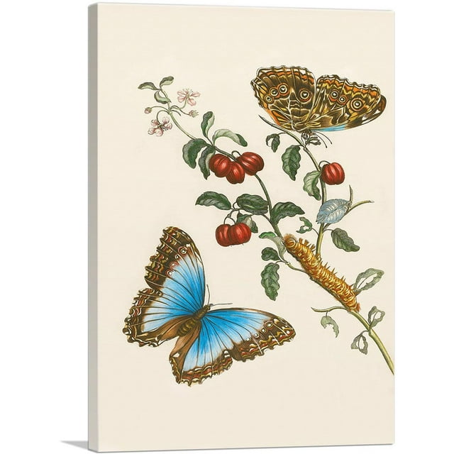 ARTCANVAS Barbados Cherry Tree With a Moth Canvas Art Print by Maria Sibylla Merian - Size: 18" x 12" (0.75" Deep)