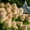 CreamPink, variant on Hydrangea , Shade Plant for Gardens-Easy Grow-Low Maintenance-Ideal for Beds Borders, Plant Pots & Planters