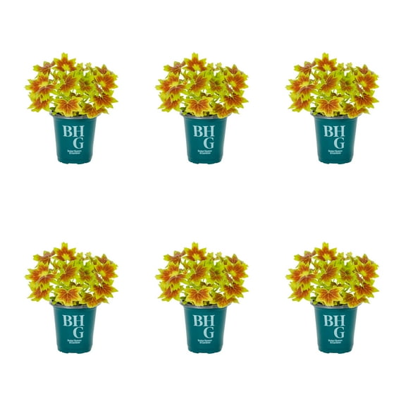 Better Homes & Gardens 1PT Fancy Leaf Geranium Live Annual Plant Sun 6-Pack