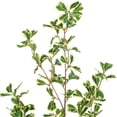 thumbnail image 2 of 36" Variegated Triangle Ficus Potted, 2 of 2