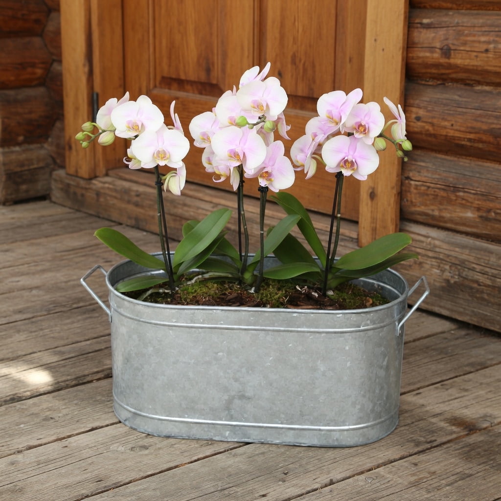 HOSLEY 18 in x 8.5 in x 7 in Oval Other Metal Solid Print Nature Plant Pot