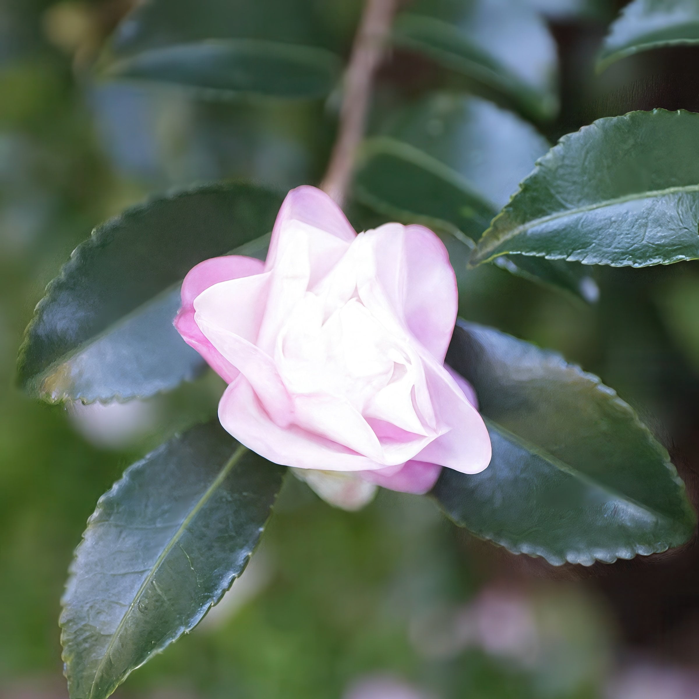 National Plant Network 1 gal. Camellia Sasanqua October Magic Orchid Shrub