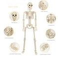 thumbnail image 5 of Clearance 2026 Halloween Decoration Outdoor Skeleton,Plastic Posable Skeleton with Movable Joints, Small Hanging Skeletons for Halloween Decor, Haunted House Graveyard Props,Can Be Hung and Set Up, 5 of 7