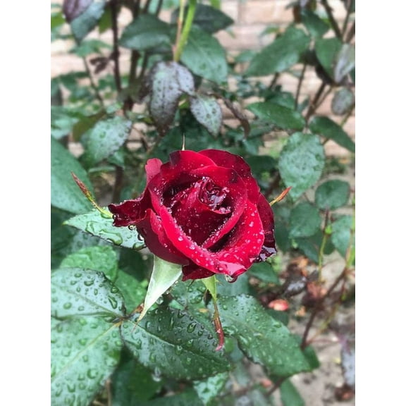 50  Strong Fragrant Red Rose Flowers Seeds Bonsai Bush Shrub Garden