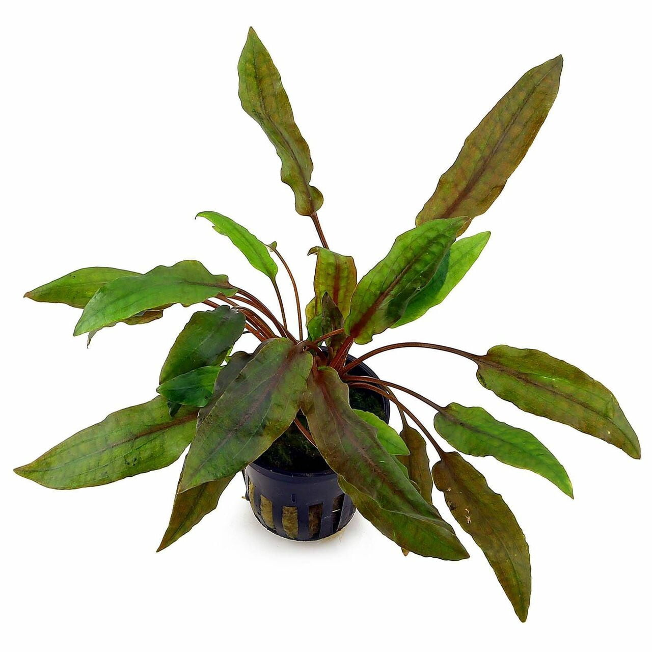 cryptocoryne rare