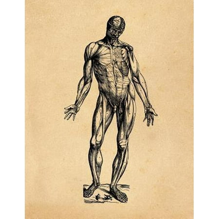 Anatomy Notebook: Andreas Vesalius - Muscles 19 Premium College Ruled Notebook 110 Pages (Best Muscle Anatomy App For Android)
