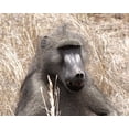 thumbnail image 2 of Dana Underdahl 24x20 Gallery Wrapped Canvas Wall Art Titled - Baboon Portrait III, 2 of 4