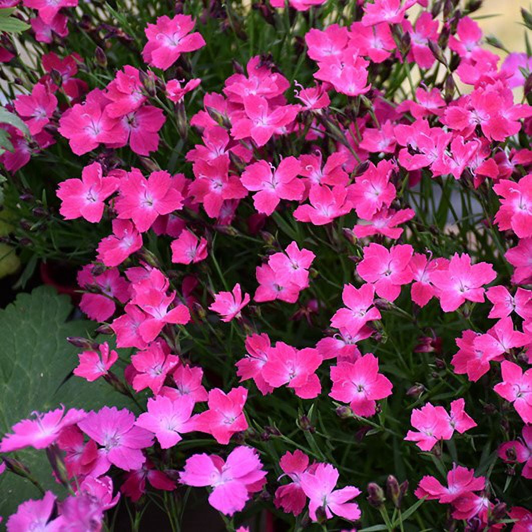 Expert Gardener 2.5 Quart Pink Dianthus Kahori Perennial Live