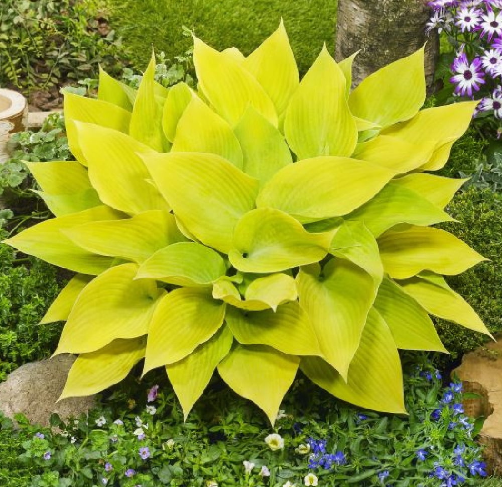 Sunny Halcyon Hosta Bright Yellow Leaves 4" Pot