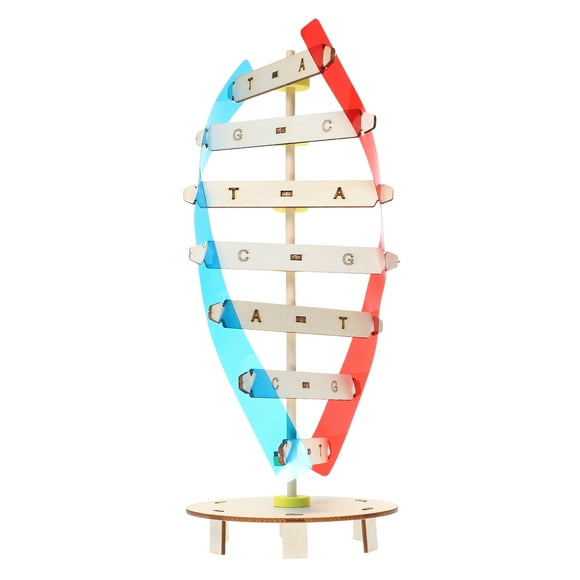 KAKOWELY Kit de Modélisation d'ADN 1 Ensemble Bricolage ADN Double Hélice Humain Double Hélice Jouet Jouets Éducatifs pour Enfants 10.24"X4.21"X4.21 Pouces