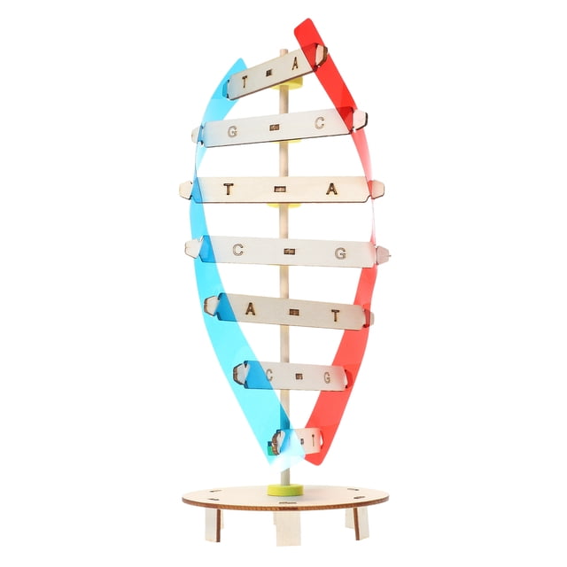 KAKOWELY Kit de Modélisation d'ADN 1 Ensemble Bricolage ADN Double Hélice Humain Double Hélice Jouet Jouets Éducatifs pour Enfants 10.24"X4.21"X4.21 Pouces