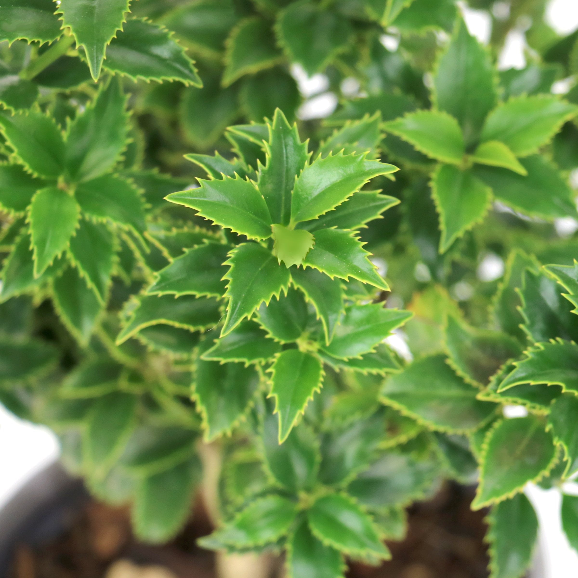 National Plant Network 3 gal. Ilex Miss Patricia Shrub
