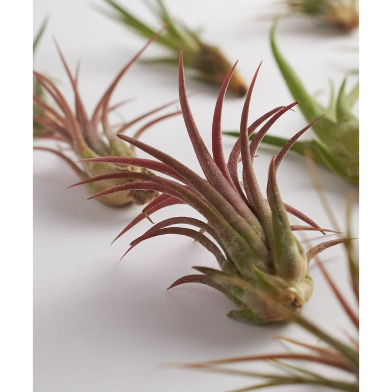 Home Botanicals Assorted Air Plant (Collection of 20)