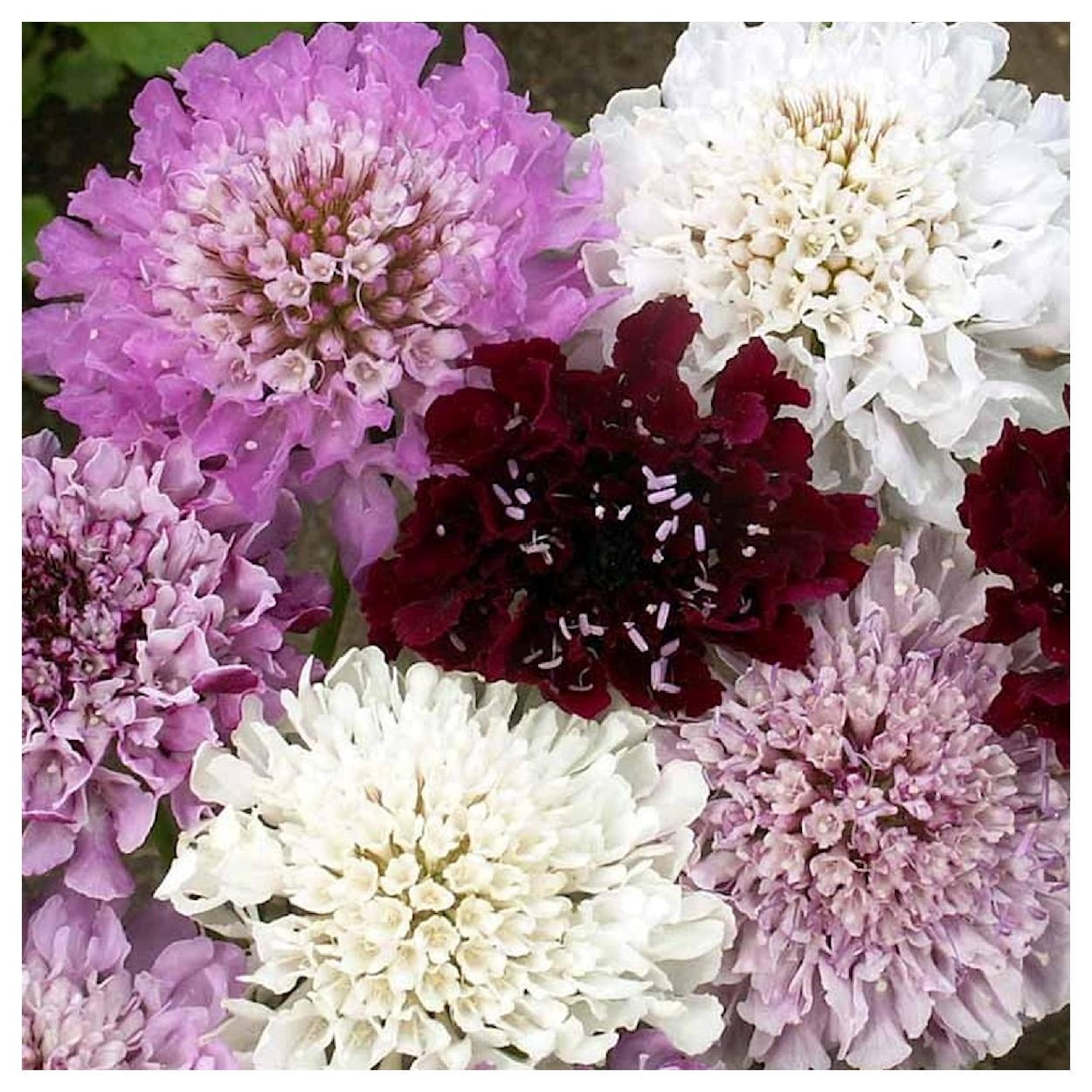 Everwilde Farms - 1/4 lb Imperial Mixed Pincushion Flower Garden Flower Seeds - Gold Vault Bulk Seed Packet