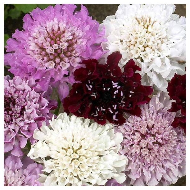lilies white and pink Pink Oriental Lilies & Pink Roses | Flower Delivery & Gifts main image 1