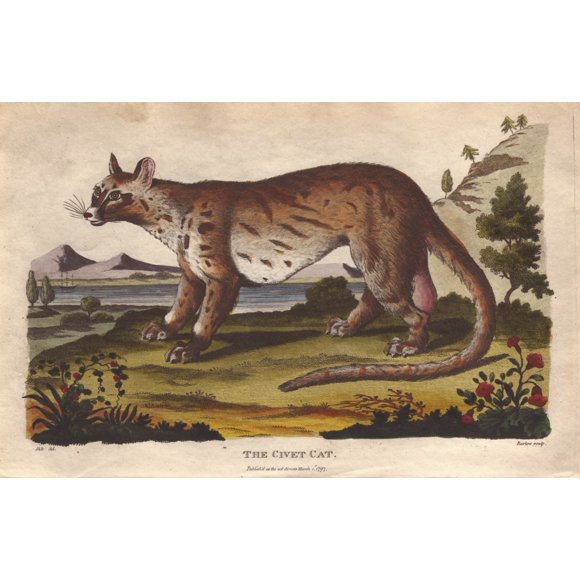 Civet Cat, Civetticus Civetta Poster Print By Â® Florilegius Mary Evans (24 X 18)