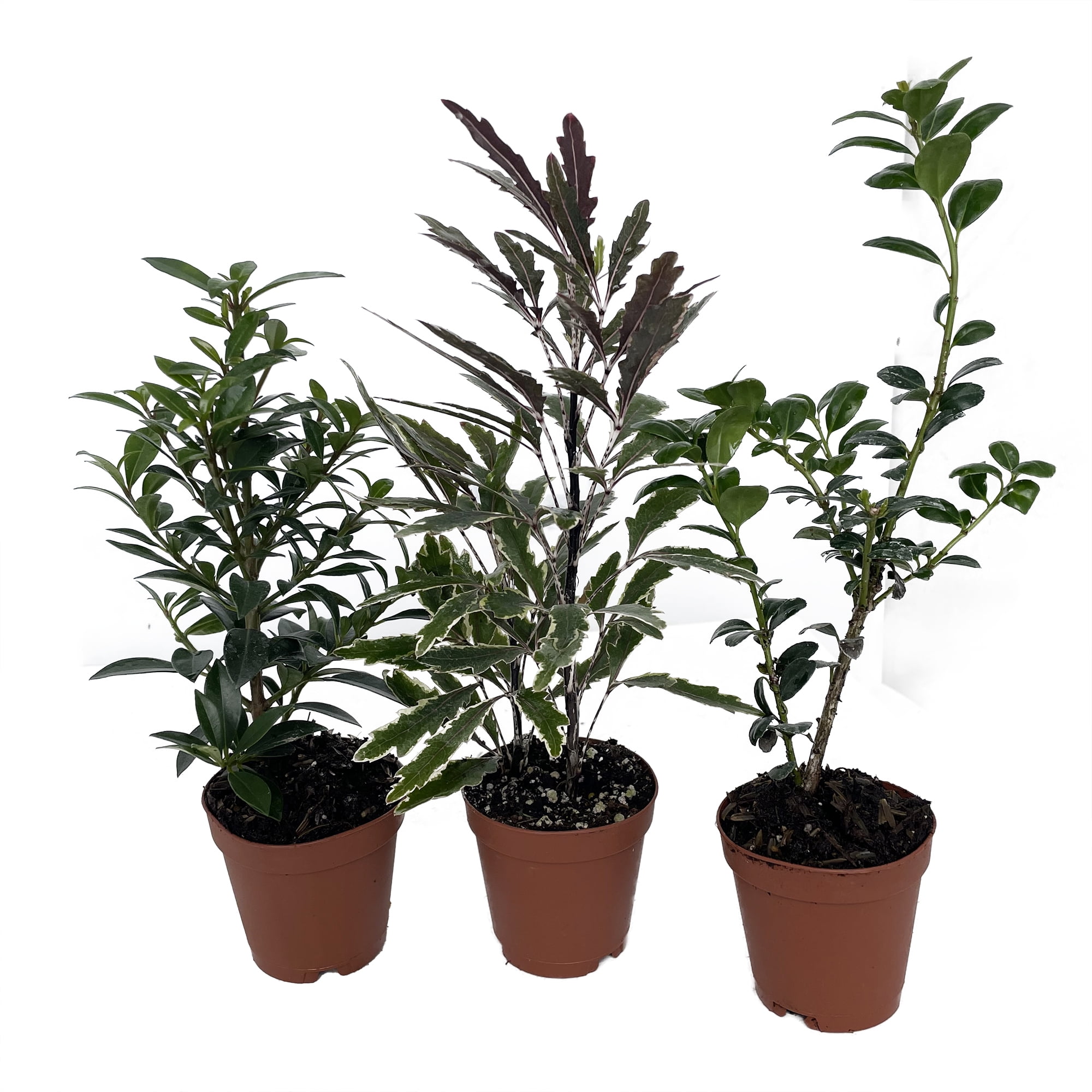 Zen Living Bonsai Assortment - 3 Plants 2' Pots