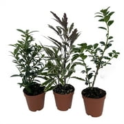 Zen Living Bonsai Assortment - 3 Plants 2" Pots