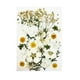 thumbnail image 2 of Flores secas reales para resina, flores prensadas secas naturales, resina seca grande blanco, 2 of 9