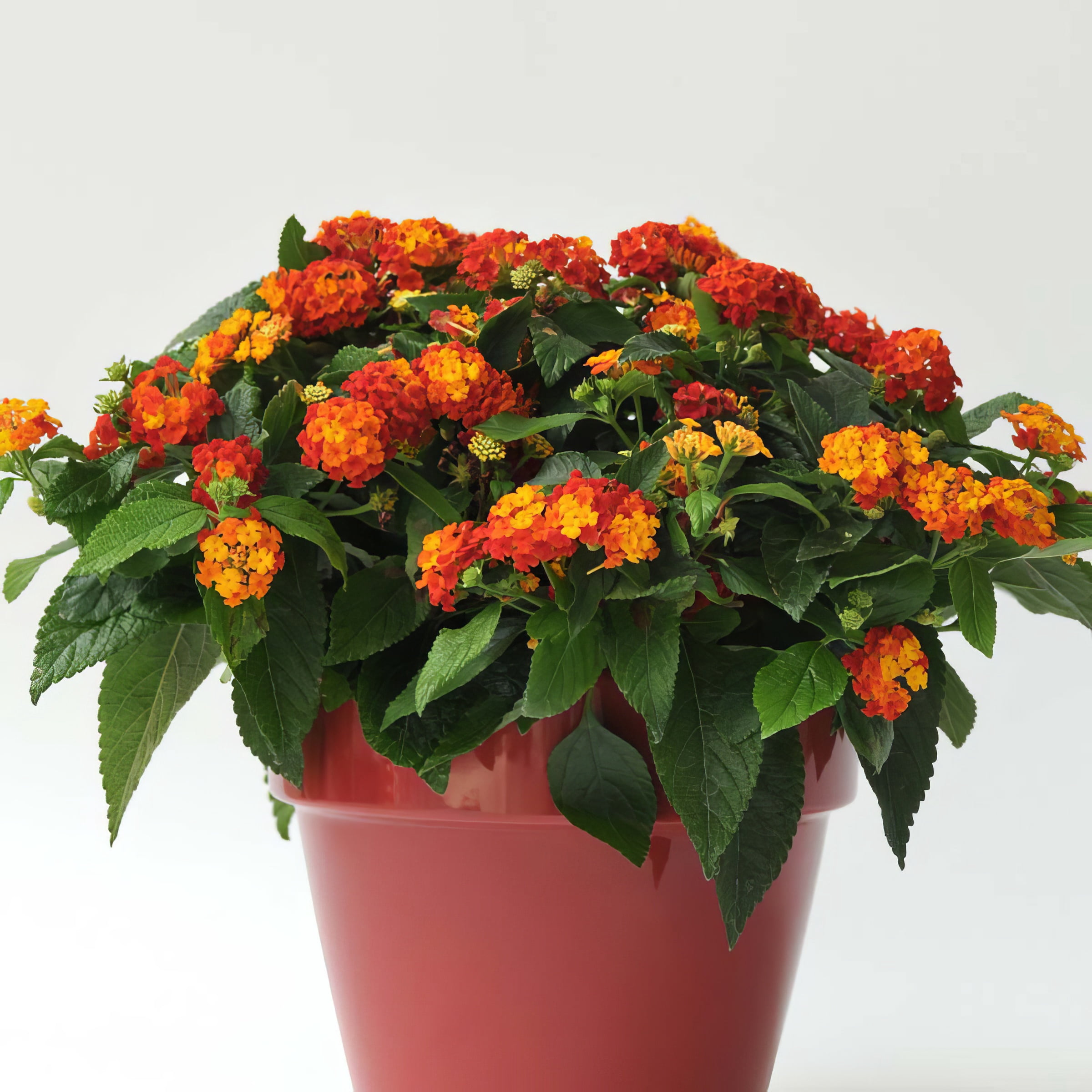 Live Annual 4" Lucky Red Lantana (3-Pack)  with Full Sunlight
