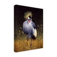 thumbnail image 2 of Trademark Fine Art 'Crowned Crane' Canvas Art by Harro Maass, 2 of 3