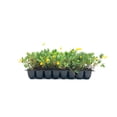 thumbnail image 2 of EcoTurf Perennial Peanut Grass - 30 Live Plants - Arachis Glabrata - Drought Tolerant Low Maintenance Ground Cover, 2 of 9