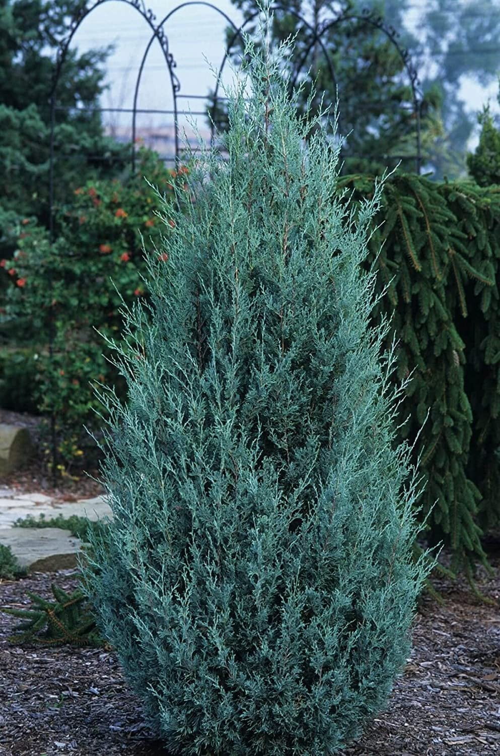 Wichita Blue Juniper  3 Live Gallon Size Trees  Juniperus Scopulorum  Evergreen Screening Hedging Plant