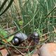 thumbnail image 5 of Figura de caracol, adornos de jardín, estatua de decoración de animales Adornos de jardín de caracol Variación interesante e innovadora de caracol alienígena para patio de jardín, 5 of 5