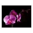 thumbnail image 3 of Tiptophomedecor Floral Wallpaper Wall Mural - Stylish Orchis, 3 of 4