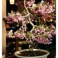 thumbnail image 2 of 10 Japanese Flowering Cherry Blossom Bonsai Seeds, Fresh Exotic Rare Bonsai Seeds, 2 of 3