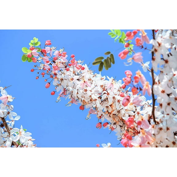 10 Pink Shower Tree Seeds for Planting (10 Seeds) - Cassia grandis