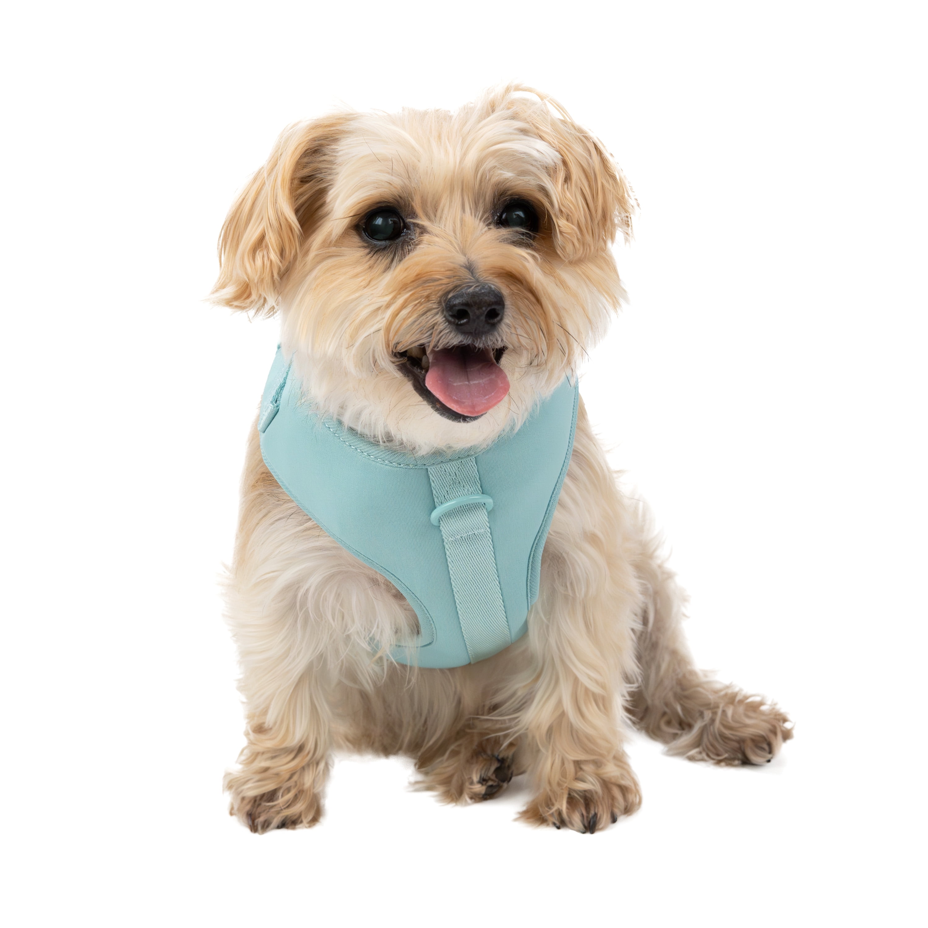 Vibrant Life Polyester & Spandex Adjustable Dog Harness, Blue, Small