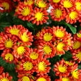 thumbnail image 3 of Nearly Natural 24in. UV Resistant Artificial Chrysanthemum Hanging Basket (Indoor/Outdoor), 3 of 10