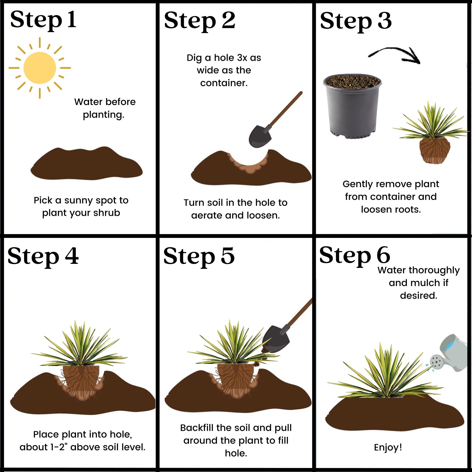 Expert Gardener Yucca Live Shrubs
