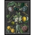 thumbnail image 2 of Vision Studio 15x18 White Modern Wood Framed Museum Art Print Titled - Orchard Varieties IV, 2 of 4
