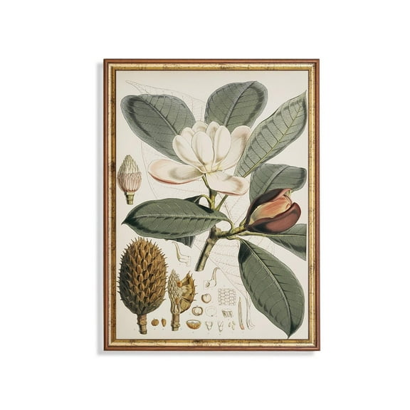 Vintage Magnolia Poster Antique Botanical Wall Art Home Decor UNFRAMED Poster, Wall Art for Decor, Present, 8x12