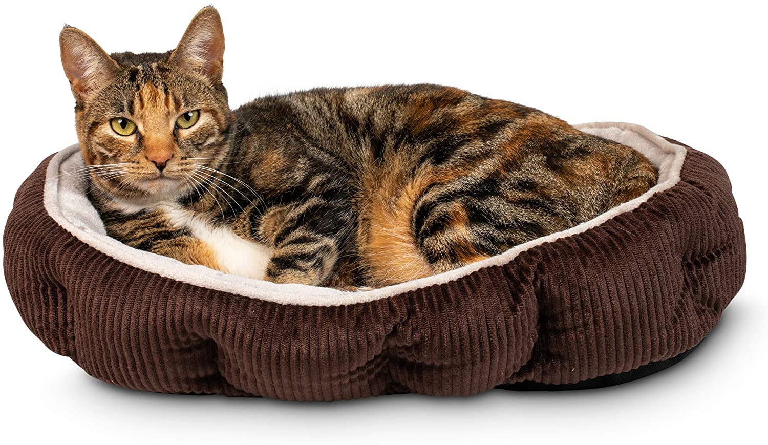 catnip bed