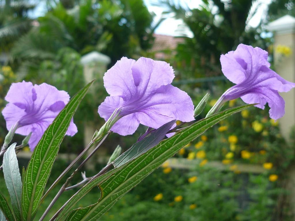 Mexican Petunia  10 Live Plants  Ruellia Tweediana 'Purple Showers'  Fast Growing Perennial Plants  Vibrant Purple Blooms for Landscaping