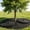 2pcs, variant on 36 Inch Black Non-Woven Tree Mulch Ring,Heavy Duty Weed Barrier Root Protector Mat,Outdoor Landscaping Tree Skirt Root Barrier Ring for Garden Trees Weed Control (2pcs)