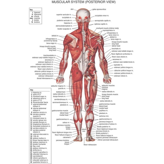 Wall Art Impressions Muscular System Posterior View 15" x 24" Poster