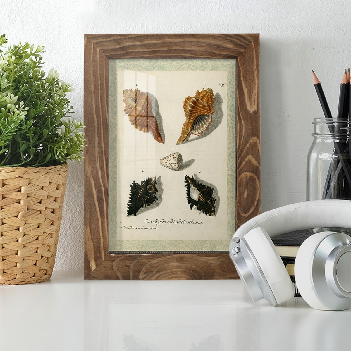Bookplate Shells I - Framed Print w/glass - Walnut
