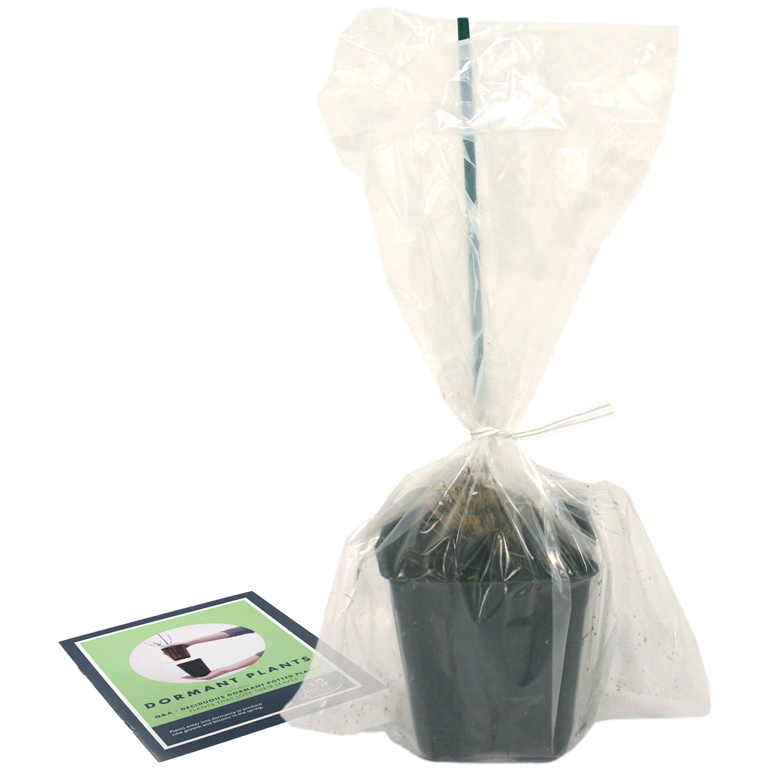 Van Zyverden Ornamental Grass Prairie Dropseed One Potted Plant Green Partial Sun Ornamental/Decorative 1 lb