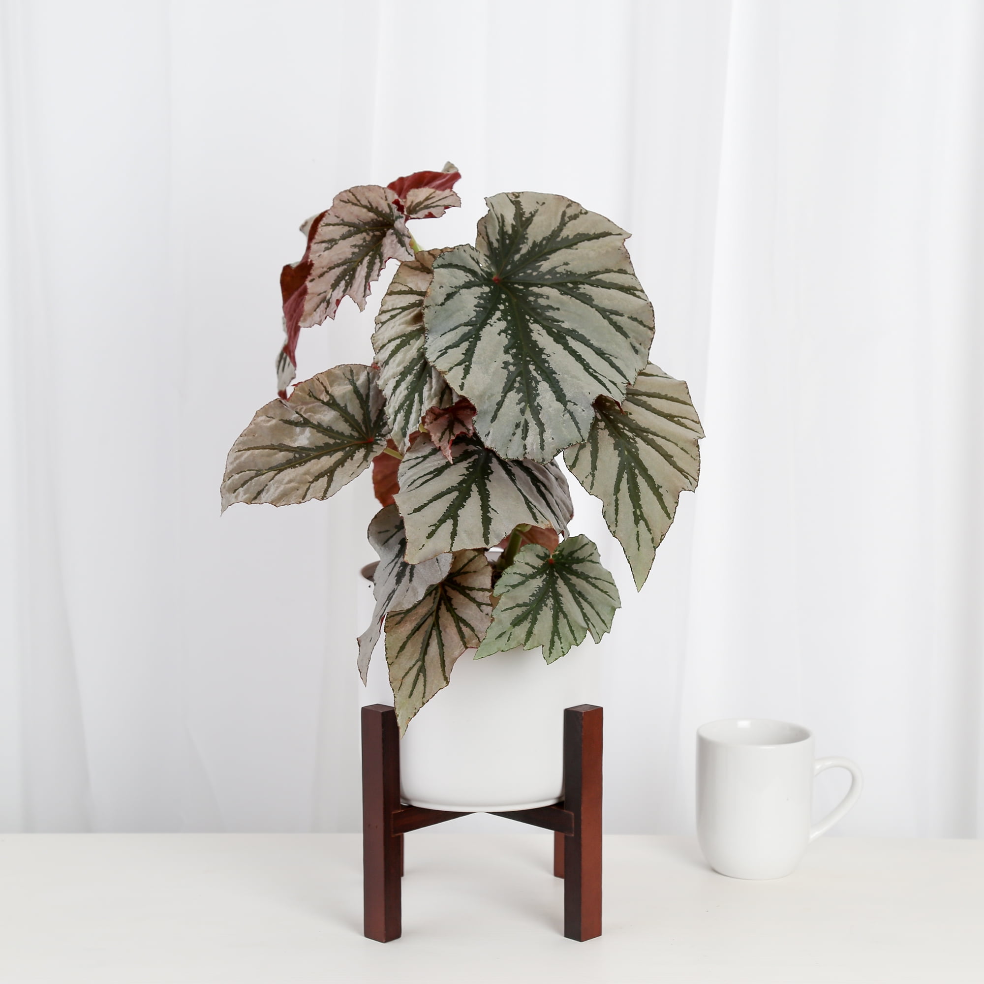 Costa Farms Trending Tropicals Live Indoor Multicolor Assorted Foliage