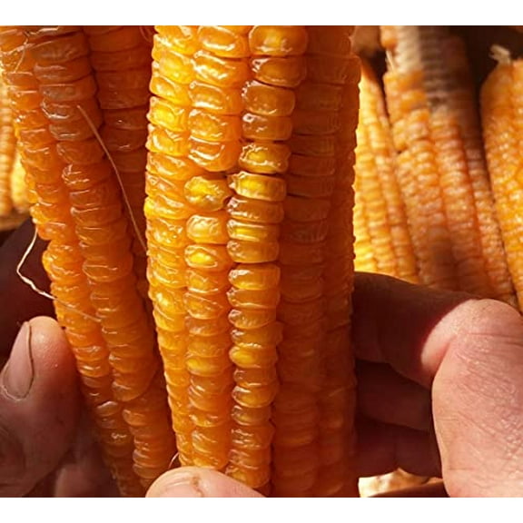 Golden Bantam Sweet Corn Seeds (Zea mays) 100 Seeds (28 g)
